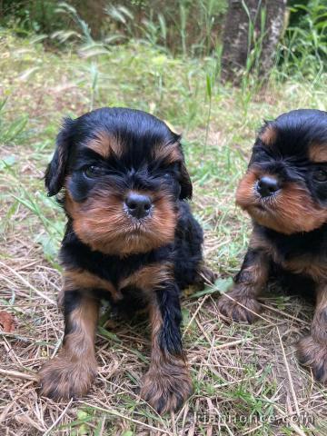 chiot cavalier king charle disponible 