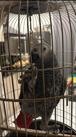 Magnifique perroquet gris Gabon disponible 
