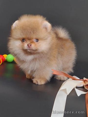 Chiot spitz allemand disponible pour adoption 