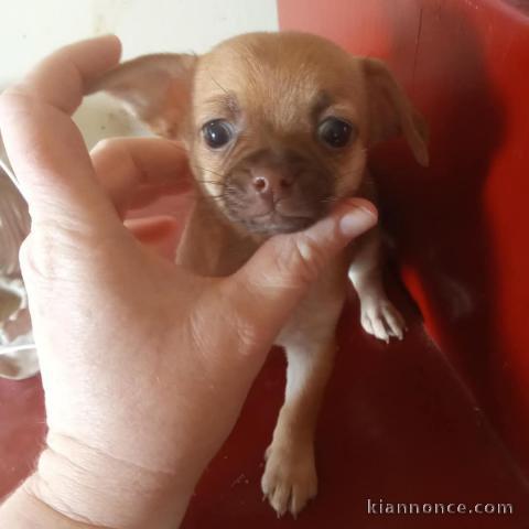 Chiot chihuahua disponible 