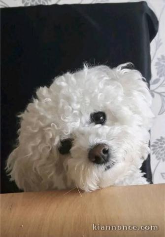 Chiot bichon maltais à adopter disponible 