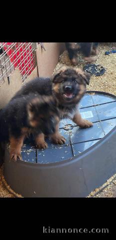 Dons chiot berger allemand disponible 