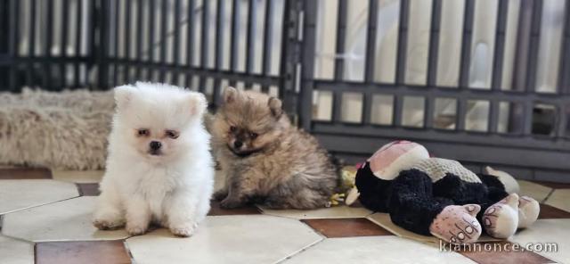 Chiot spitz allemand disponible 