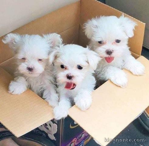 Adorable chiot bichon maltais disponible 