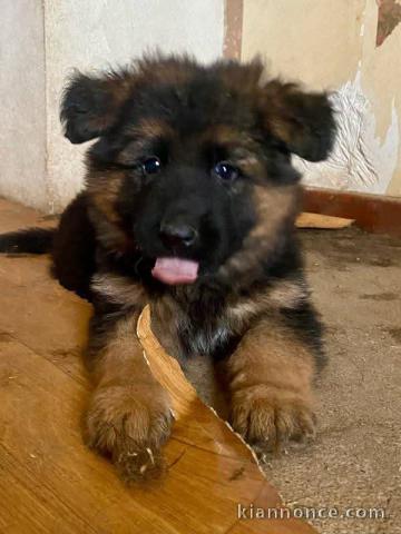 Chiot berger allemand disponible 