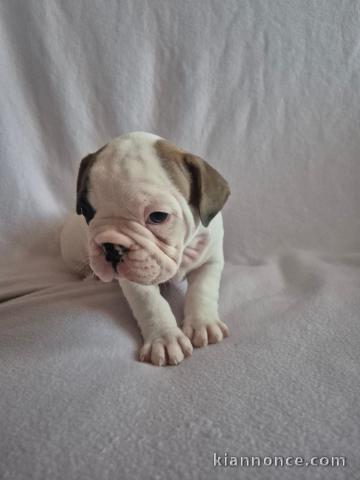Chiot bouledogue français disponible 