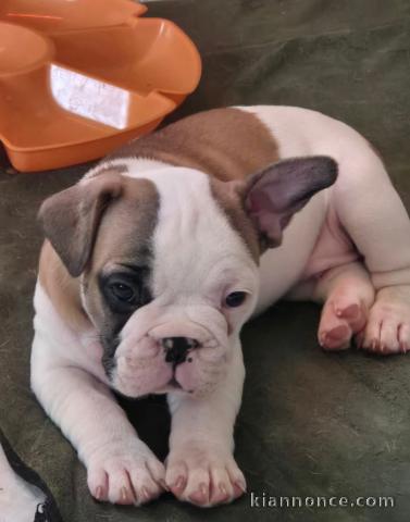 chiot bouledogue français à donner 