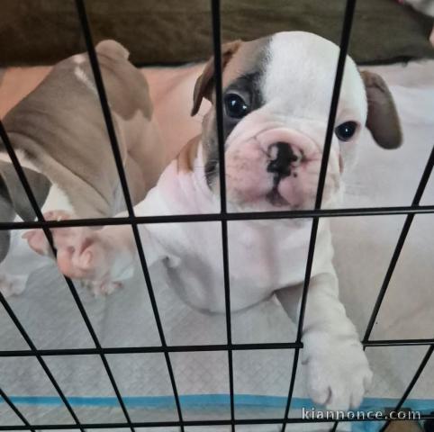 Adorable chiot bouledogue français 