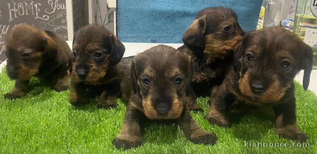 chiot teckel disponible 