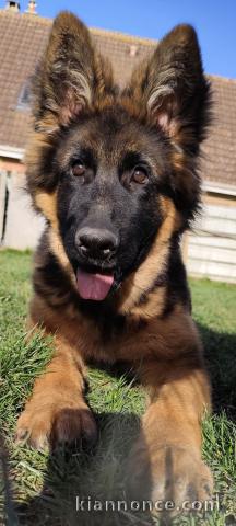 chiot berger allemand à donner 