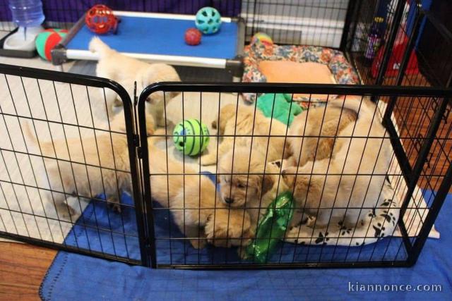 Adorable chiot golden retriever 