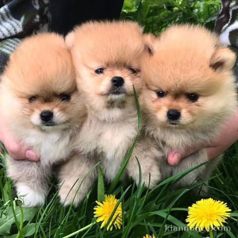 chiot spitz nain disponible 