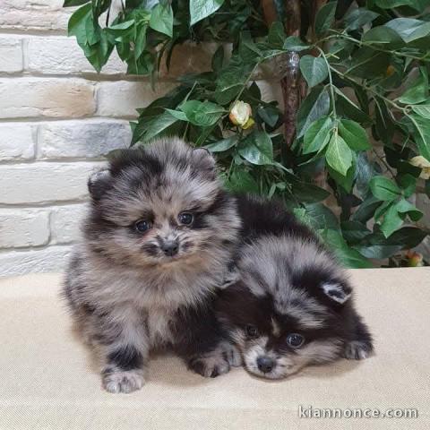 chiot spitz nain femelle disponible 