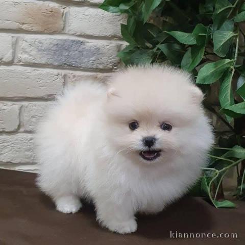 chiot spitz nain mâle disponible 