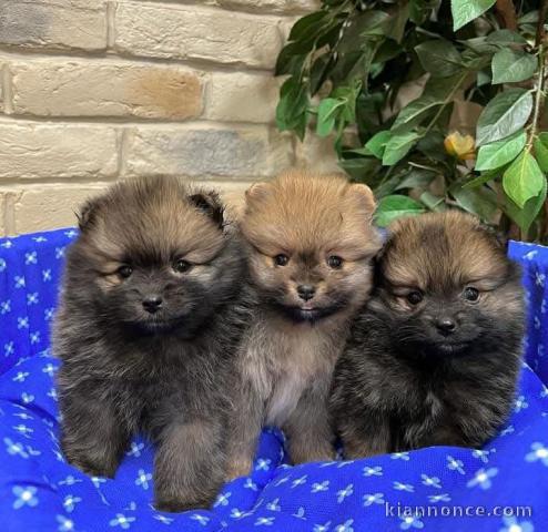 chiot spitz nain disponible 