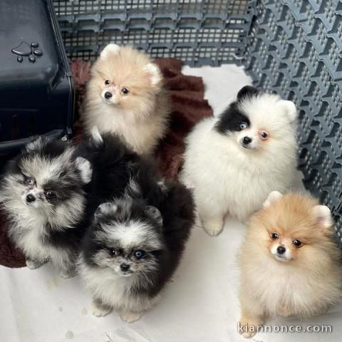 chiot spitz nain disponible 