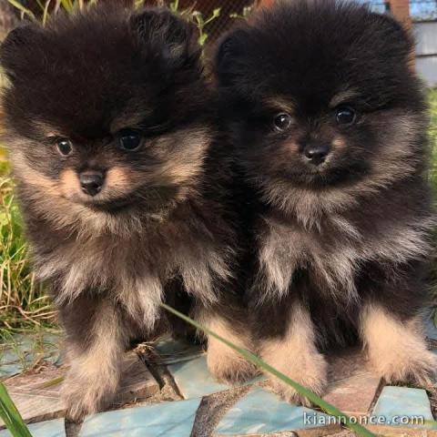 Magnifique chiot spitz nain 