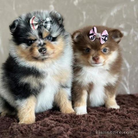 chiot spitz nain disponible pour adoption 