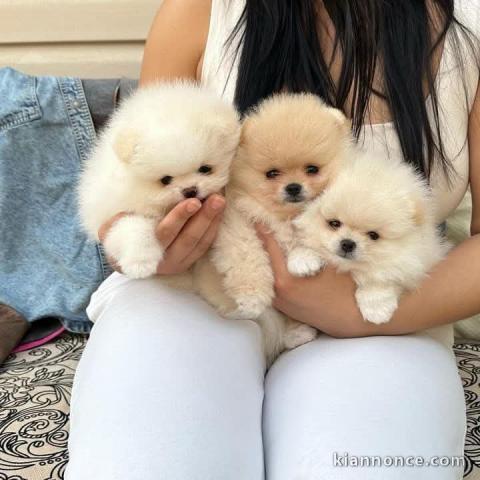 Chiot spitz nain disponible 