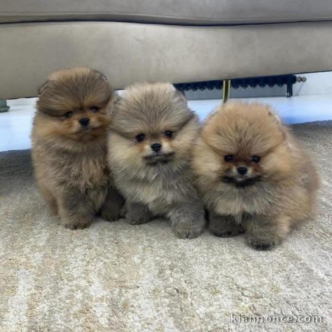 Adoption chiot spitz nain disponible 