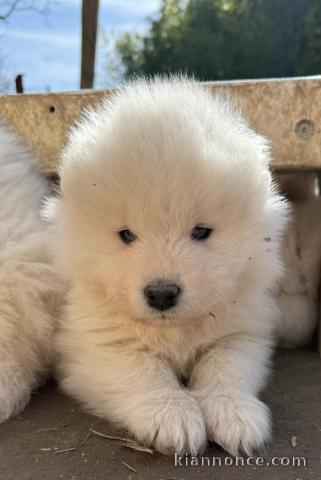 chiot samoyède à donner 