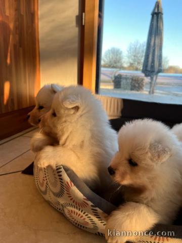 adorable chiot samoyède disponible 
