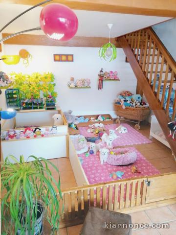 chiot bichon frisé à adopter 