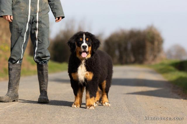 Chiot bouvier bernois à adopter 