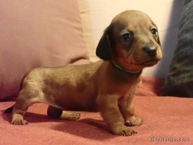 Chiot teckel disponible de suite 