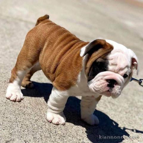 Dons chiot bulldog anglais 