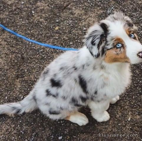 Chiot berger australien disponible 