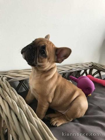Chiot bouledogue français à donner 