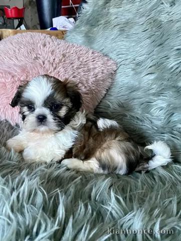 Chiot Shih Tzu sont toujours disponibles 
