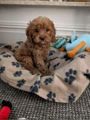 Chiot cockapoo pour adoption 