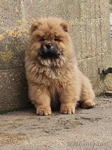 Chiot chow-chow à donner 