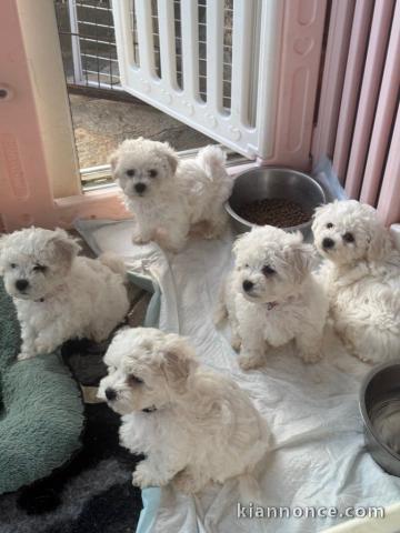 Chiot bichon frisé à donner 