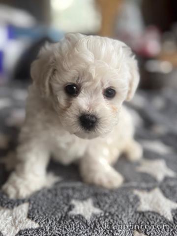 Chiot bichon frisé à donner 