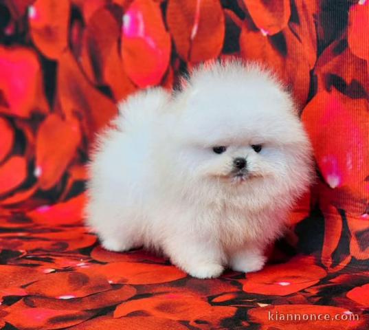 adorable chiot spitz nain disponible 