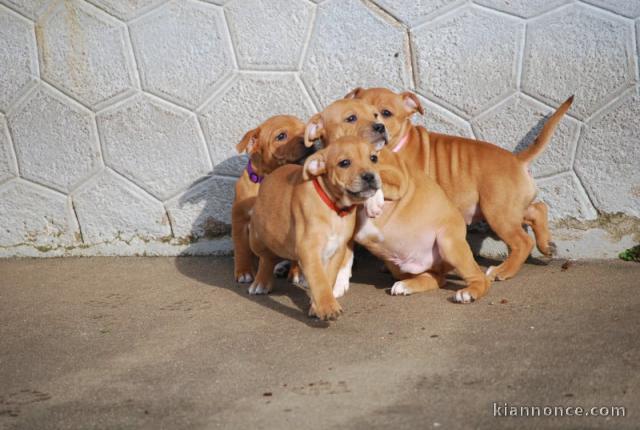 chiot staffie pour adoption 