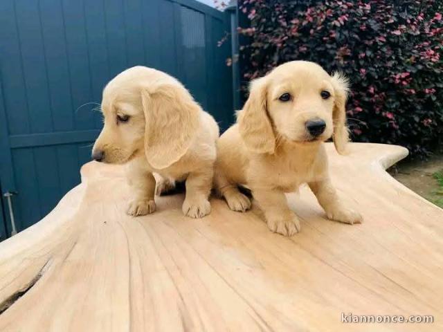 Adorable chiot teckel lof disponible 