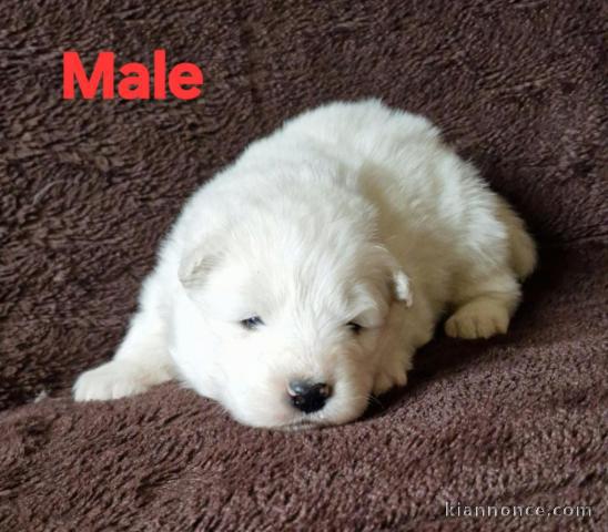 adorable chiot samoyède lof mâle 