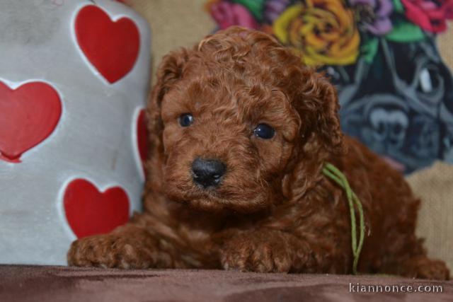 chiot caniche disponible 