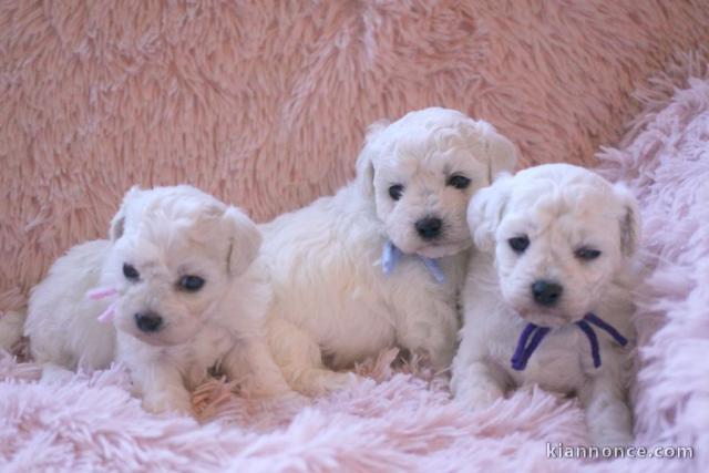 Adoption chiot bichon disponible 