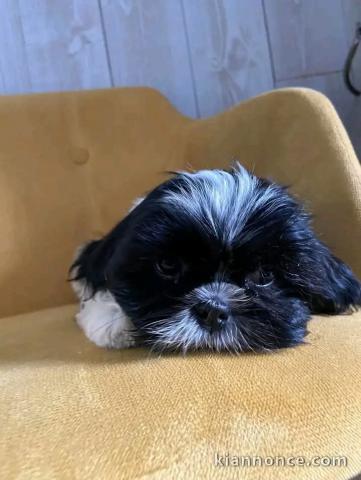 Chiot Shih Tzu à donner 