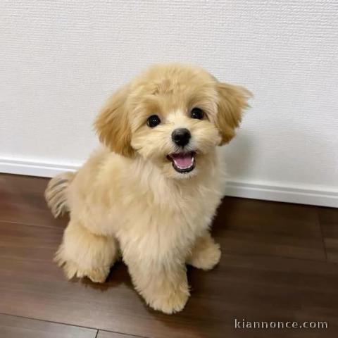 chiot cockapoo pour adoption 