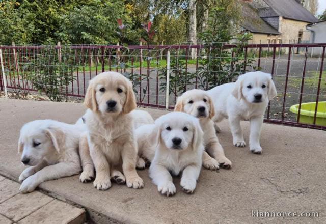 Adoption chiot golden retriever 
