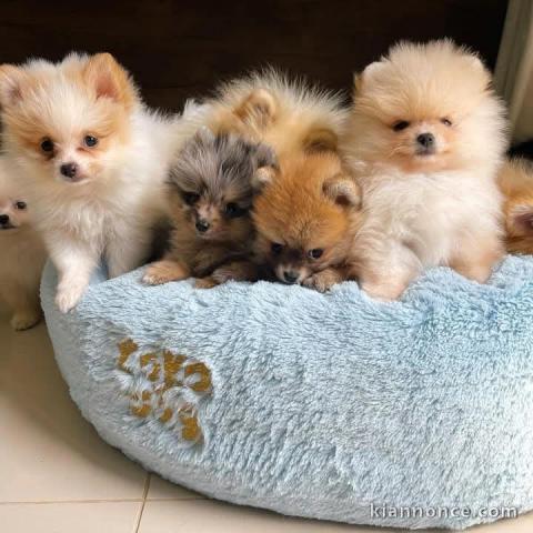 chiot spitz nain femelle disponible 