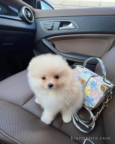 magnifique chiot spitz allemand 