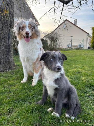 Adoption chiot berger australien 