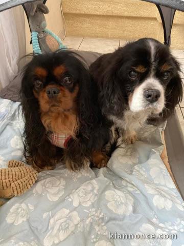 Chiot cavalier king charle disponible 